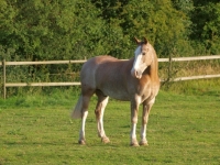 Picture of Cob in field