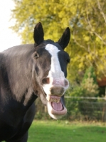 Picture of Cob laughing