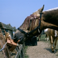 Picture of cob licking salt lick wearing fly fringe