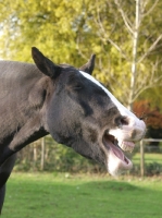 Picture of Cob neighing
