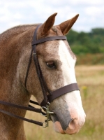 Picture of Cob portrait