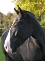 Picture of Cob, portrait