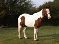 Picture of Cob standing on grass