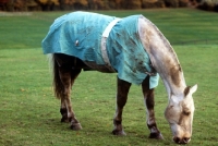 Picture of cob wearing a new zealand rug after rolling