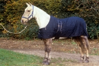 Picture of cob wearing a quilted lined rug