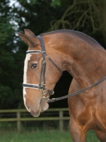 Picture of Cob wearing bridle