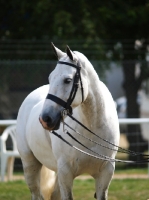 Picture of Cob wearing bridle