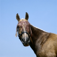 Picture of cob wearing fly fringe