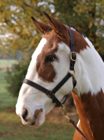 Picture of Cob wearing halter, head shot 