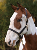 Picture of Cob wearing halter