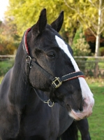 Picture of Cob wearing halter