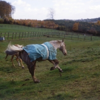 Picture of Cob wearing New Zealand rug now dirty, muddy, galloping off