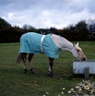 Picture of cob wearing new zealand rug