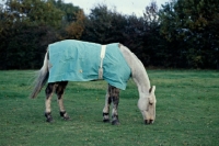 Picture of cob wearing new zealand rug