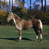 Picture of Cob with apron clip, full body 