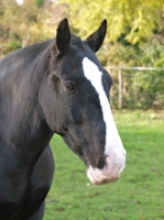 Picture of Cob with blaze marking