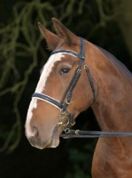 Picture of Cob with bridle