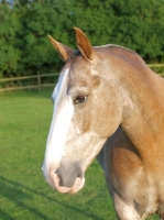 Picture of Cob with grass and greenery