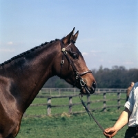 Picture of Cobhambury Pegasus, Anglo Arab UK head study, 