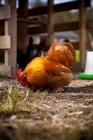 Picture of Cochin chicken looking for food