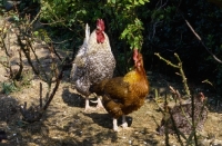 Picture of cock and hen