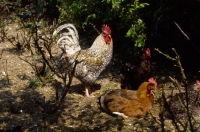 Picture of cock and hen
