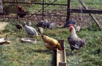 Picture of cock, hens and guinea fowl at feeding trough