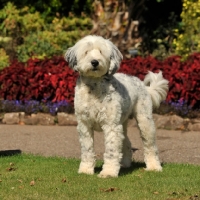 Picture of cockapoo cross between cocker spaniel and poodle