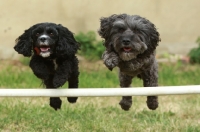 Picture of Cockapoo jumping bar
