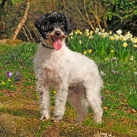 Picture of cockapoo near daffodils, springtime flowers