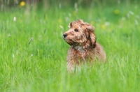 Picture of Cockapoo puppy in field