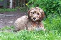 Picture of Cockapoo puppy lying down