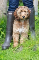 Picture of Cockapoo puppy near wellies