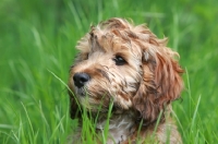 Picture of Cockapoo puppy portrait