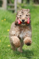 Picture of Cockapoo puppy retrieving