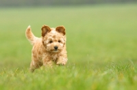 Picture of Cockapoo puppy running in field