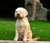 Picture of Cockapoo sitting down