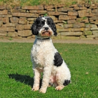Picture of Cockapoo sitting on grass