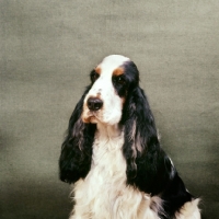 Picture of cocker spaniel, a portrait