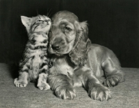 Picture of Cocker Spaniel and Kitten cuddling up to each other