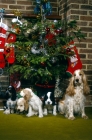 Picture of cocker spaniel bitch and puppies waiting for santa