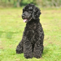 Picture of cocker spaniel cross poodle sat in grass