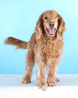 Picture of cocker spaniel cross with only one eye