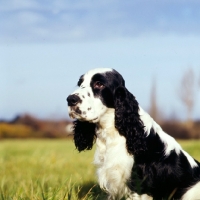 Picture of cocker spaniel in countryside