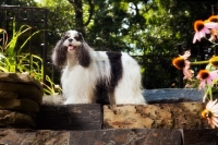 Picture of Cocker Spaniel in garden