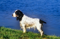 Picture of cocker spaniel in usa after retrieving in water