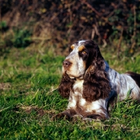 Picture of cocker spaniel, liver chocolate and white coloured