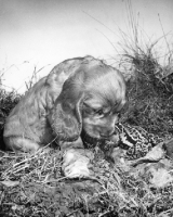 Picture of Cocker Spaniel, looking down