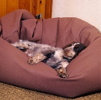 Picture of cocker spaniel lying on beanbag