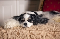 Picture of Cocker Spaniel on bed